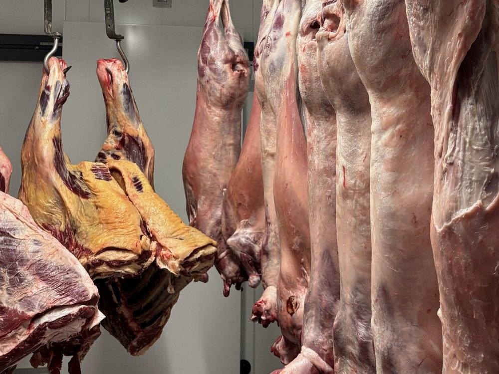 Hängende Rinderhälften und Keulen im eigenen Kühlraum
